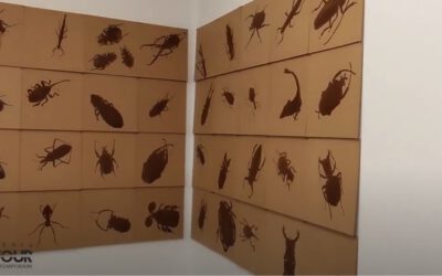 Exposition de Jean-Pierre Husquinet – Insectonisides- Capsule #3